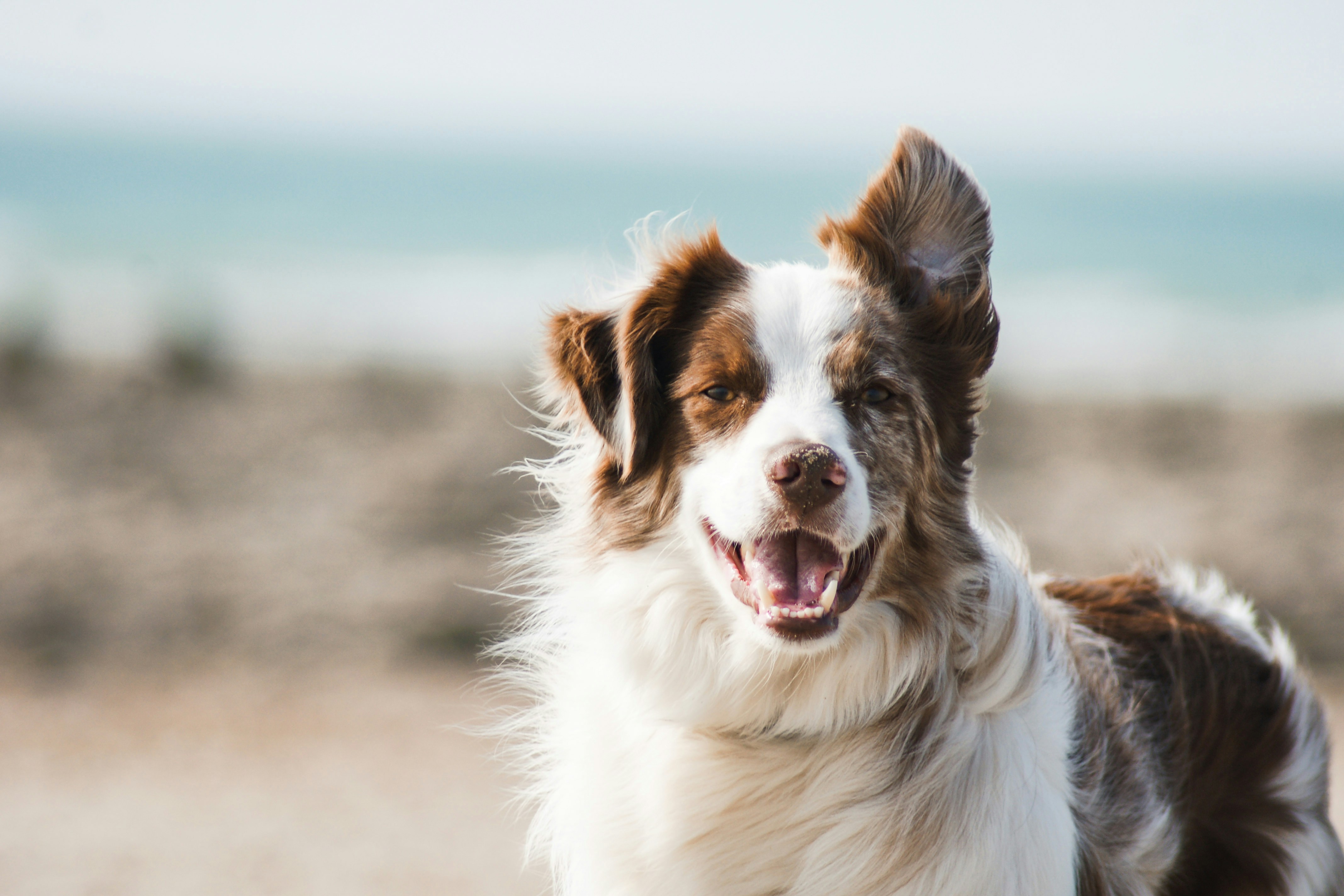 An Australian shepherd with windswept ears on a beach