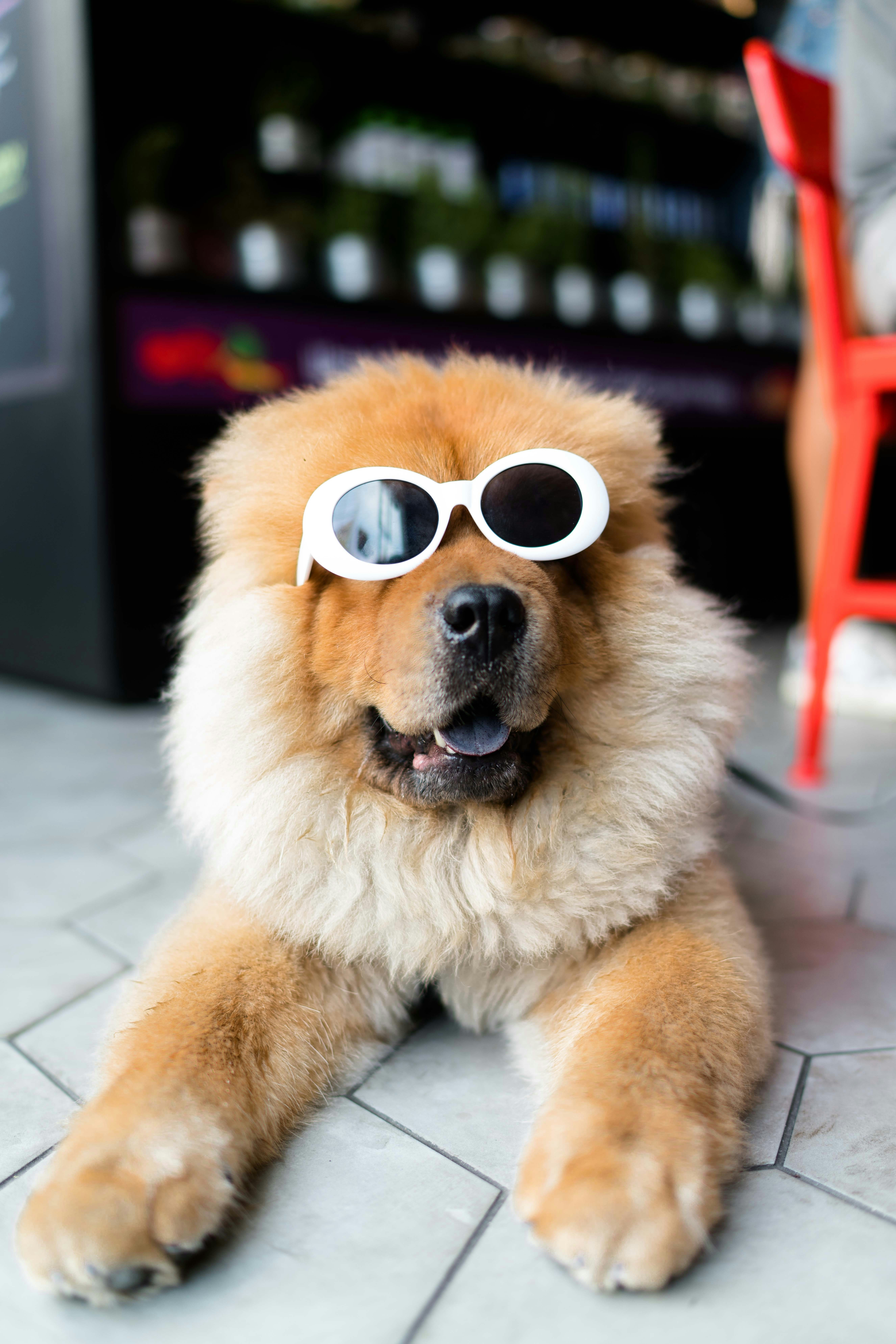 A fluffy chow chow wearing white sunglasses, lounging happily on a tiled floor