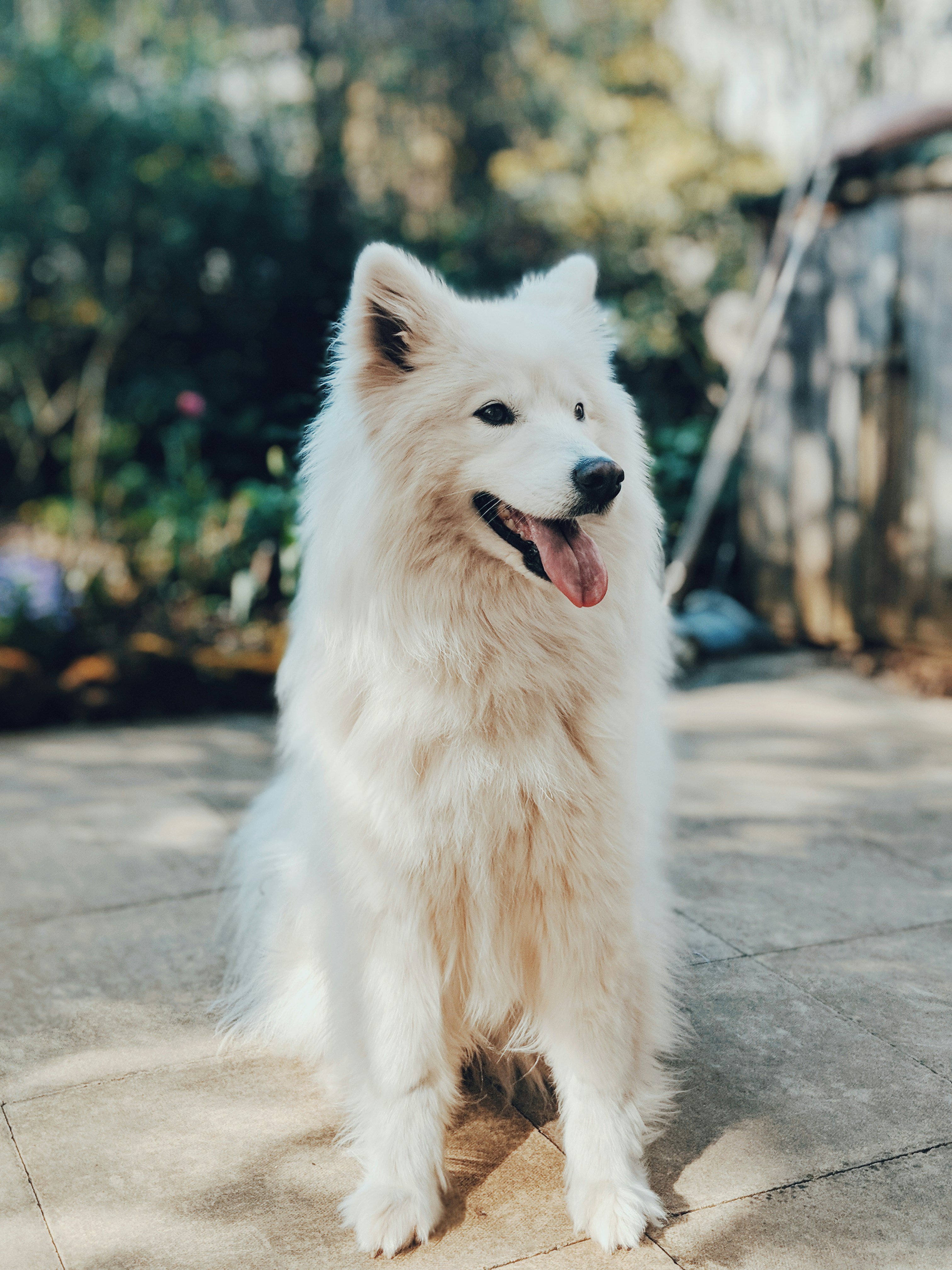 A white samoyed sitting in a garden