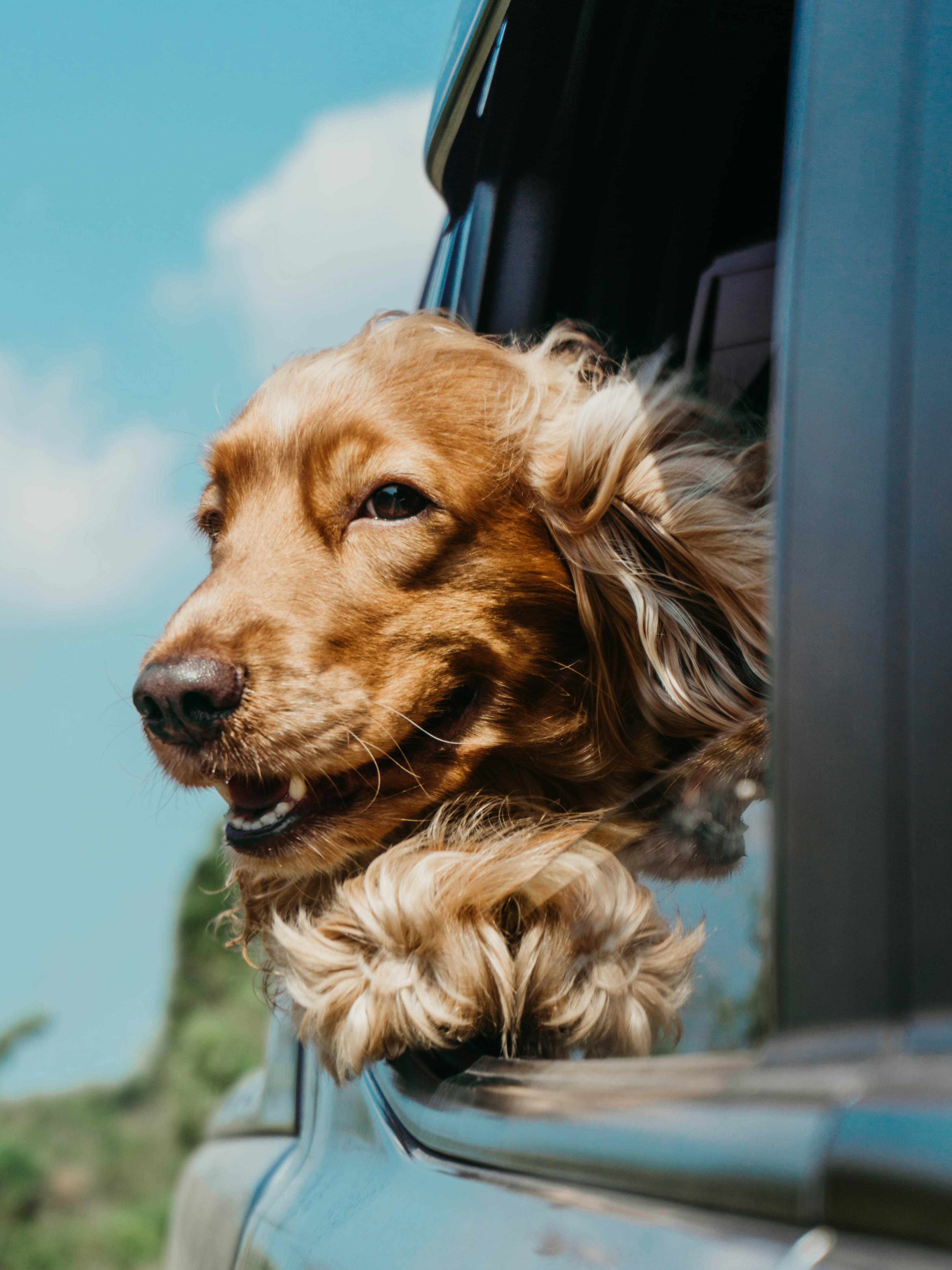 A cocker spaniel with its head out of a car window