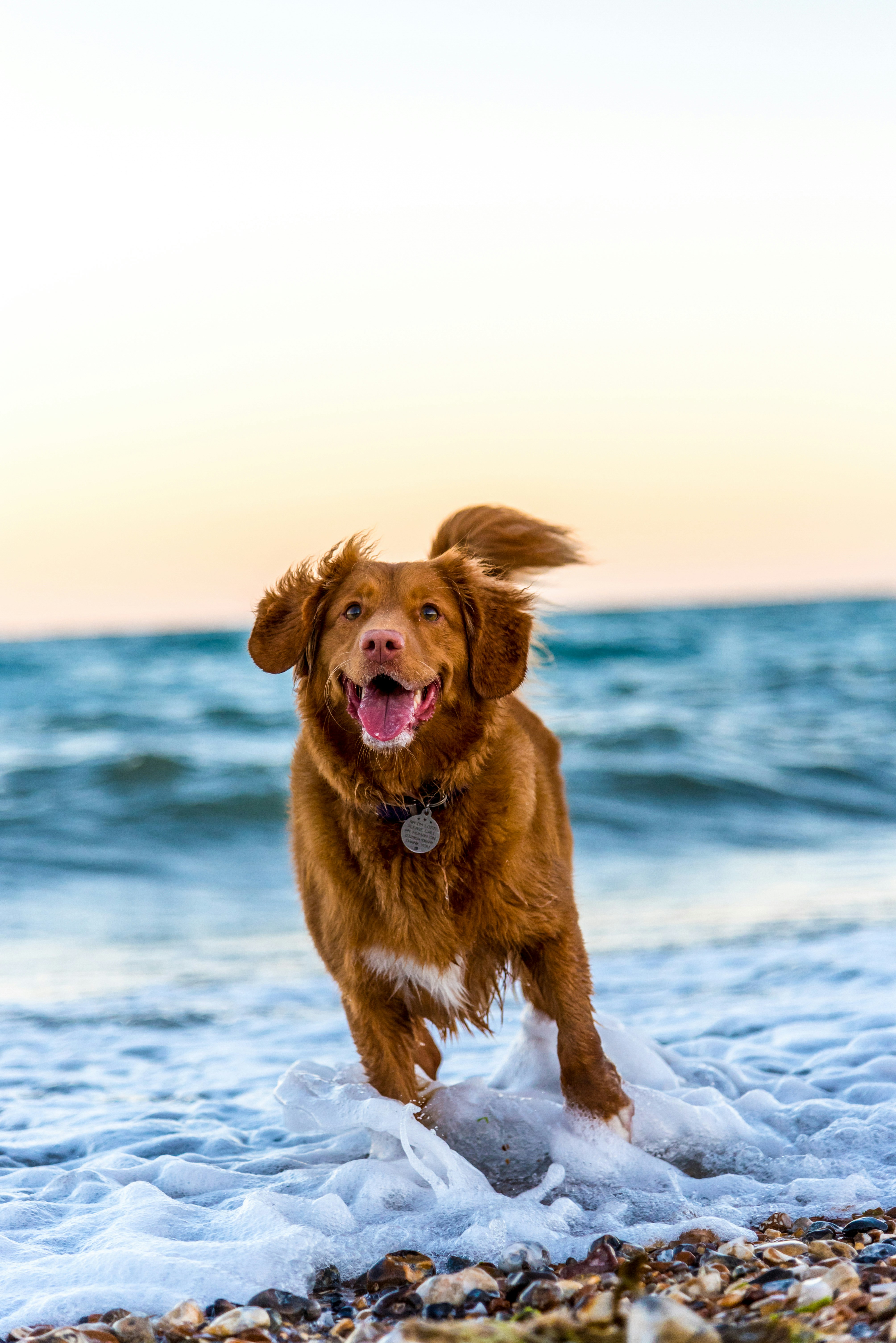 A red retriever bounding out of the surf at sunset