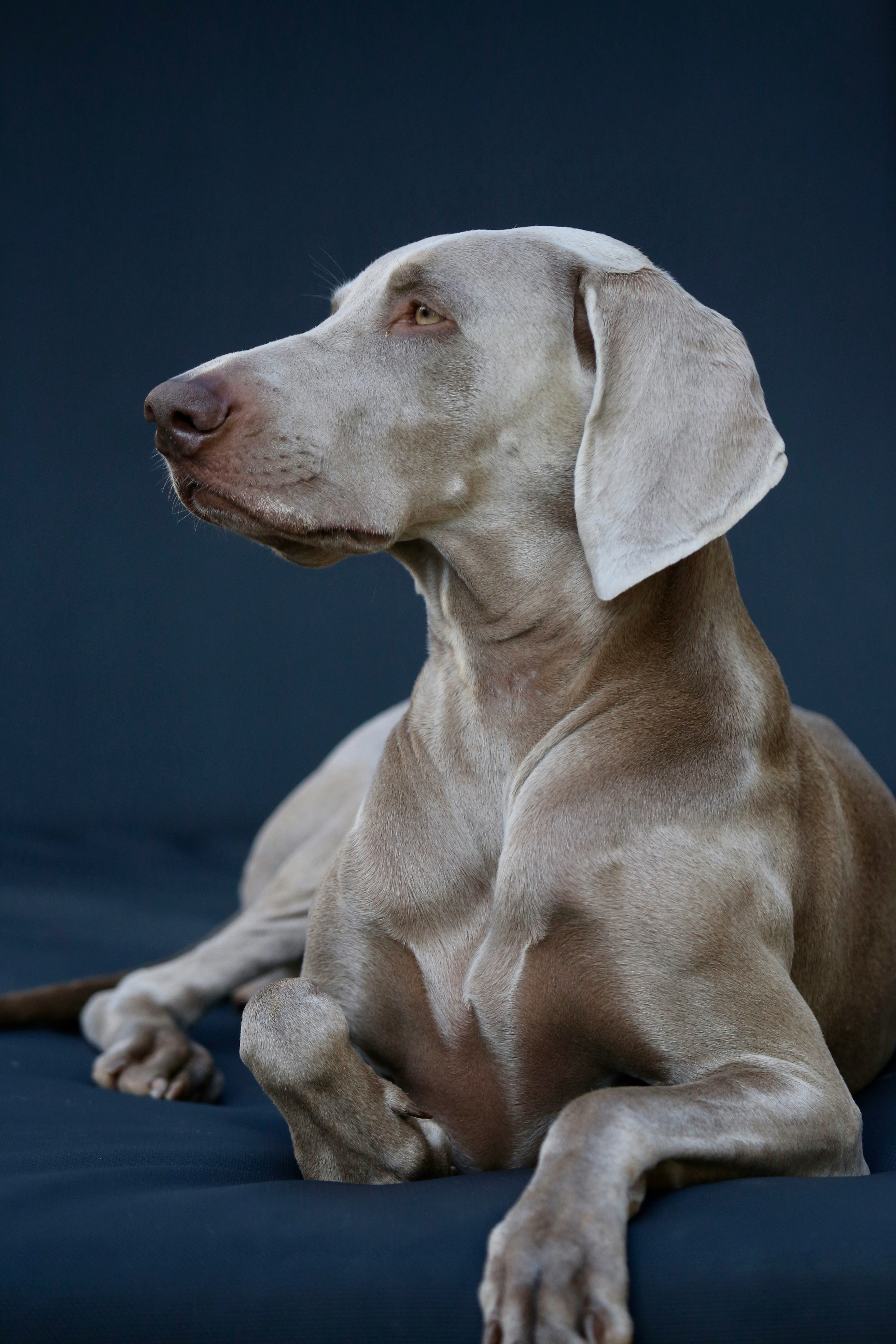 A weimaraner posing on a navy backdrop
